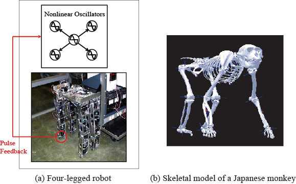 Walking motions of an animal and a machine